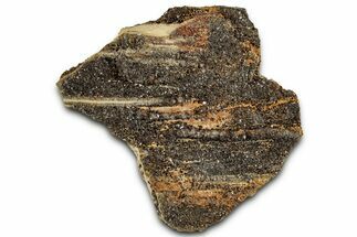 Glittering Petrified Wood with Druzy Quartz - Alabama #325502
