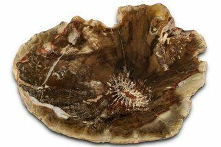 Colorful Petrified Wood Slab - Weird Grain Patterns #325543