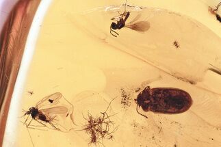 Fossil Hairy Fungus Beetle, True Midge & Wasp in Baltic Amber #325416