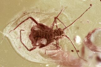 Detailed Fossil Aphid (Aphidoidea) in Baltic Amber #325425