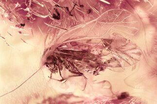 Detailed Fossil Barklouse (Psocoptera) In Baltic Amber #325428