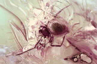 Detailed Fossil Spider (Araneae) In Baltic Amber #325432