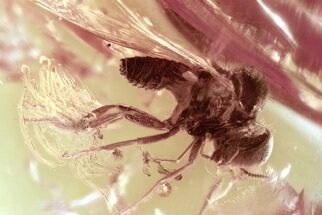 Detailed Fossil Black Fly (Simuliidae) In Baltic Amber #325459