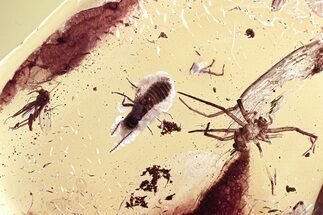 Fossil Biting Midge, Termite, and Spider Exuvia in Baltic Amber #325466