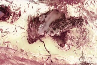 Fossil Coprolite and Hairy Plant in Baltic Amber #325471