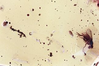 Fossil Long-Legged Fly & Liverwort (Marchantiophyta) In Baltic Amber #325472