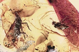 Detailed Fossil Planthopper and Long-Legged Fly In Baltic Amber #325475