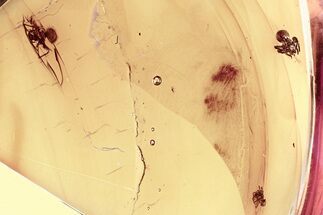 Three Detailed Fossil Spiders (Araneae) in Baltic Amber #325482