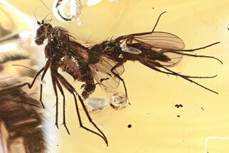 Detailed Fossil Flies (Dolichopodidae) In Baltic Amber #325484