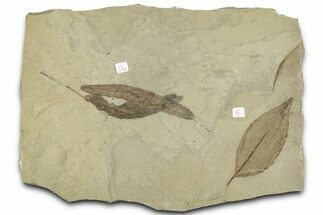 Fossil Leaf Plate - Green River Formation, Utah #325571