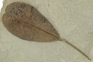 Fossil Legume (Leguminosites) Leaf - Green River, Utah #325575