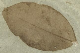 Fossil Legume (Leguminosites) Leaf - Green River, Utah #325576