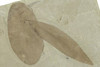 Fossil Leaf (Cedrelospermum & Leguminosites) Plate - Utah #325581