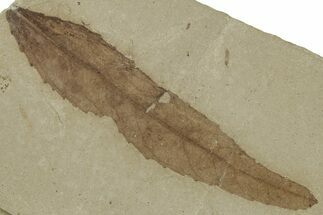 Detailed Fossil Leaf (Populus) - Green River Formation, Utah #325583