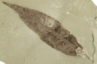 Multiple Fossil Leaf Plate - Green River Formation, Utah #325587