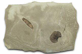 Fossil Leaf (Cedrelospermum & Limnobiophyllum) Plate - Utah #325588