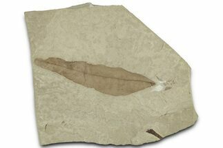 Fossil Leaf (Beilschmiedia) - Green River Formation, Utah #325590