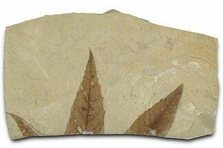 Fossil Sycamore (Macginitiea) Leaf - Green River Formation, Utah #325599