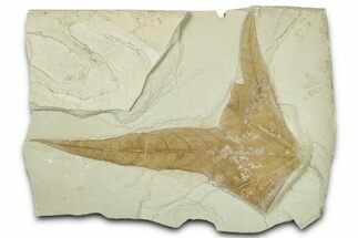 Fossil Sycamore (Macginitiea) Leaf - Green River Formation, Utah #325600
