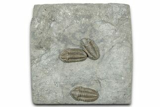 Three Mississippian Trilobites (Ameropiltonia) - Missouri #325628
