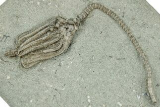Fossil Crinoid (Macrocrinus) - Crawfordsville, Indiana #325636