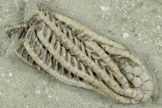 Fossil Crinoid (Histocrinus) - Crawfordsville, Indiana #325637