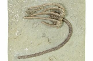 Fossil Crinoid (Agaricocrinus) - Crawfordsville, Indiana #325648