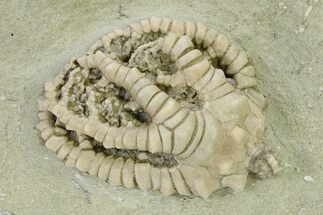 Fossil Crinoid (Barycrinus) - Crawfordsville, Indiana #325650