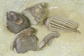 Fossil Crinoid (Macrocrinus) and Gastropods (Platyceras) - Indiana #325652