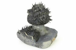 Enrolled Spiny Drotops Armatus Trilobite - Morocco #325666