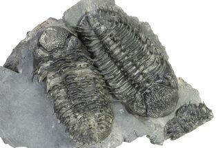 Two Spiny Drotops Armatus Trilobites - Mrakib, Morocco #325668