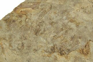 Cruziana (Fossil Trilobite Trackway) - Indiana #325676