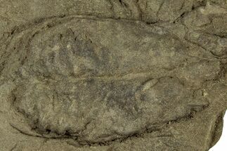 Rusophycus (Fossil Trilobite Resting Trace) - Indiana #325687