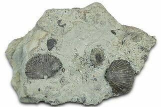 Fossil Brachiopod (Retrosirostra) Plate - Indiana #325700