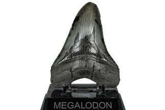Serrated, Fossil Megalodon Tooth - South Carolina #325767