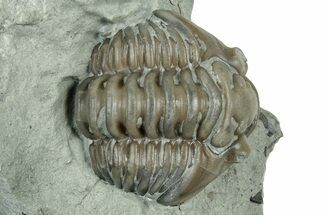 Partially Enrolled Flexicalymene Trilobite - Indiana #325796