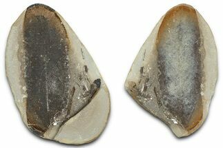 Macroneuropteris Fern Fossil Pos/Neg - Mazon Creek #325826