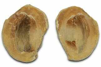 Macroneuropteris Fern Fossil Pos/Neg - Mazon Creek #325909