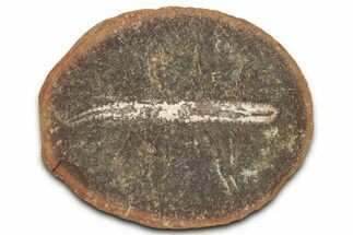 Pennsylvanian Worm Fossil - Mazon Creek #325928