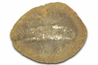 Pennsylvanian Worm Fossil - Mazon Creek #325931