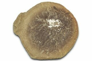 Pennsylvanian Worm Fossil - Mazon Creek #325933