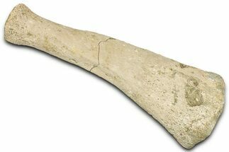 Fossil Sea Lion (Allodesmus) Radius - Bakersfield, California #325960