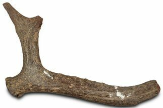 Pleistocene Fossil Deer Antler - Florida #325963