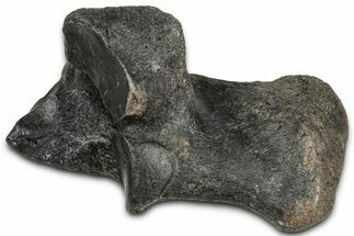 Pleistocene Fossil Horse (Equus) Calcaneus - Florida #325965