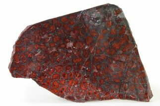 Polished Stromatolite (Collenia) Slab - Minnesota #326050