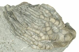 Fossil Crinoid (Cyathocrinites) - Indiana #326044