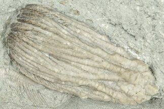 Fossil Crinoid (Pachylocrinus) - Indiana #326063
