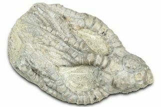 Fossil Crinoid (Cyathocrinites) - Indiana #326082