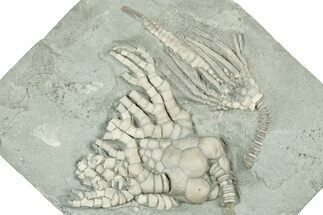 Fossil Crinoid Plate (Two Species) - Indiana #326085