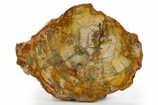 Beautiful, Petrified Wood (Araucaria) Slab - Madagascar #325556